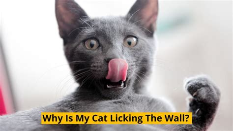 why is my cat licking the wall|why do cats lick furniture.